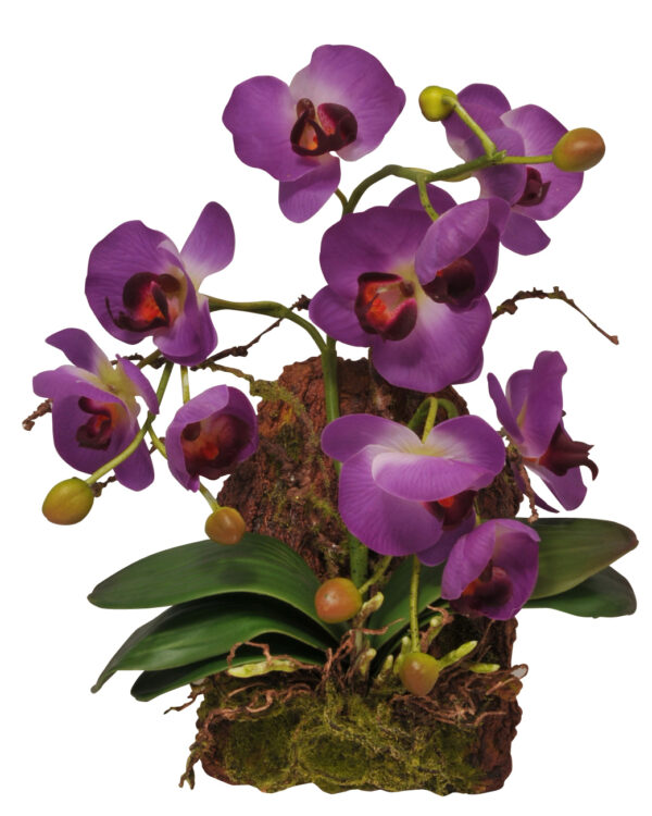 1941220 haenge orchidee