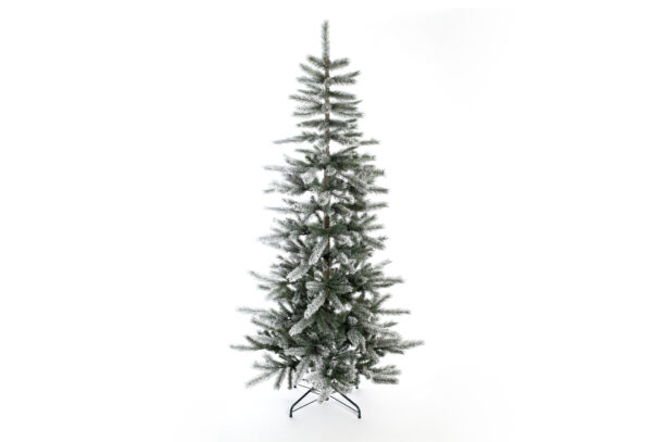 2559415 weihnachtsbaum cedar kiefer frost