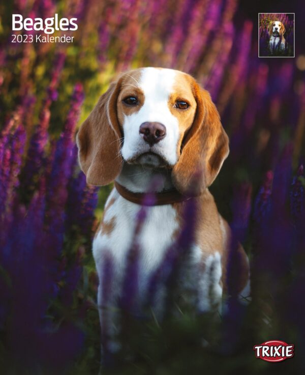 1324083 kalender beagle