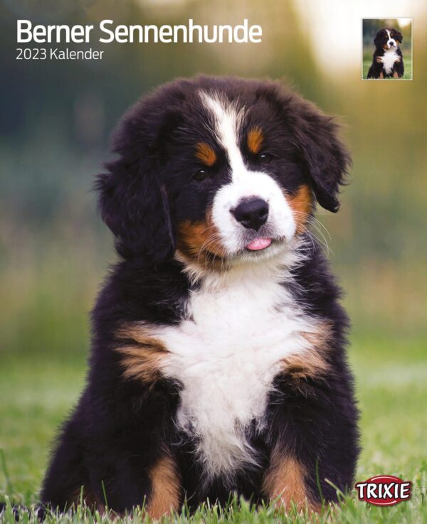 1324084 kalender berner sennenhunde