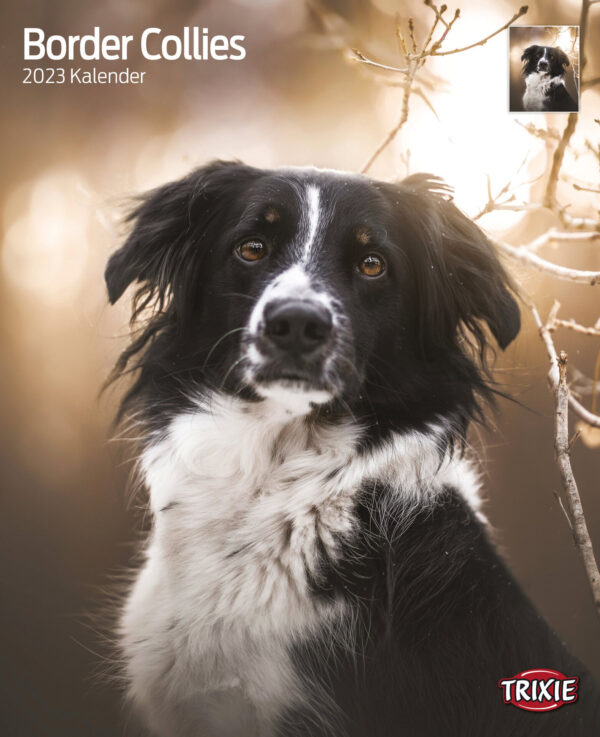 1324085 kalender border collies