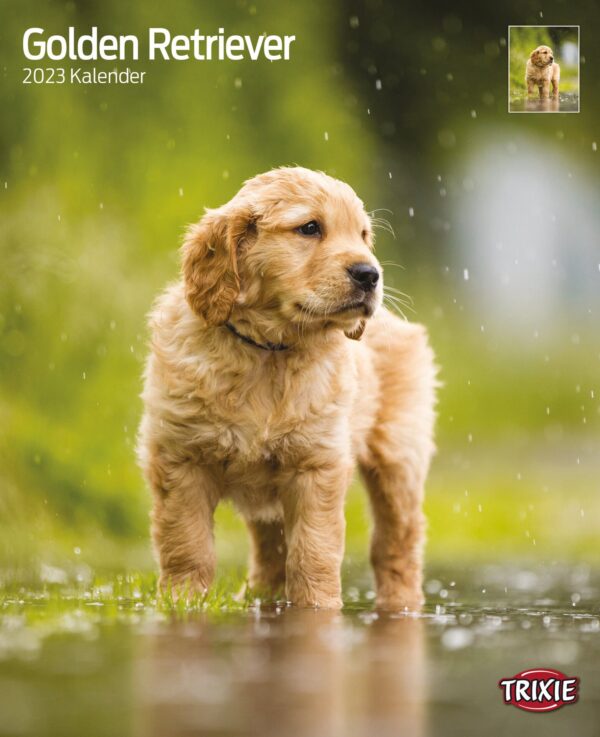 1324092 kalender golden retriever