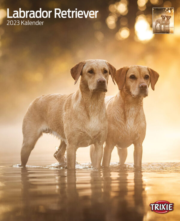 1324095 kalender labrador retriever