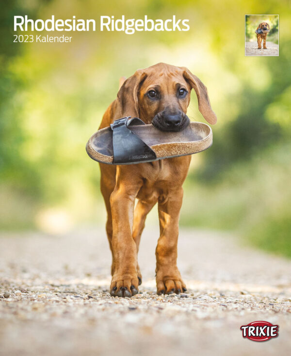 1324098 kalender rhodesian ridgebacks