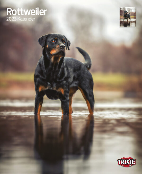 1324099 kalender rottweiler