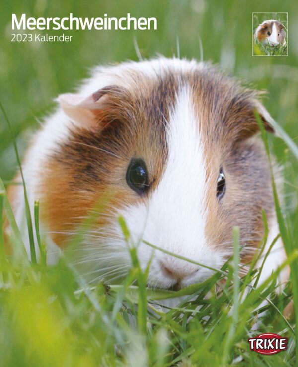 1324109 kalender meerschweinchen