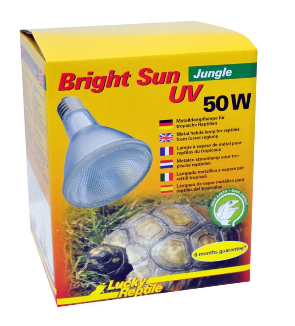 1561724 bright sun uv jungle