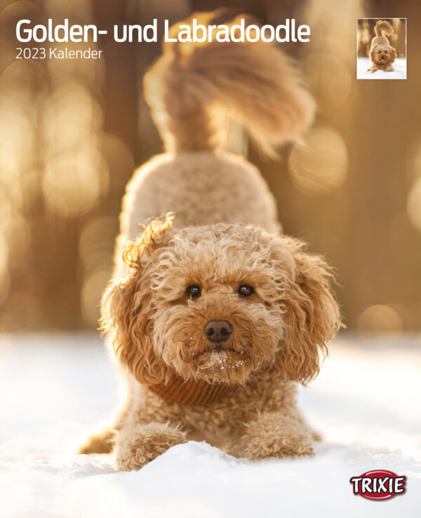 1625534 kalender golden und labradoodle