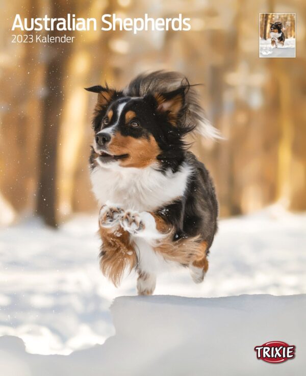 1808243 kalender australian shepherd