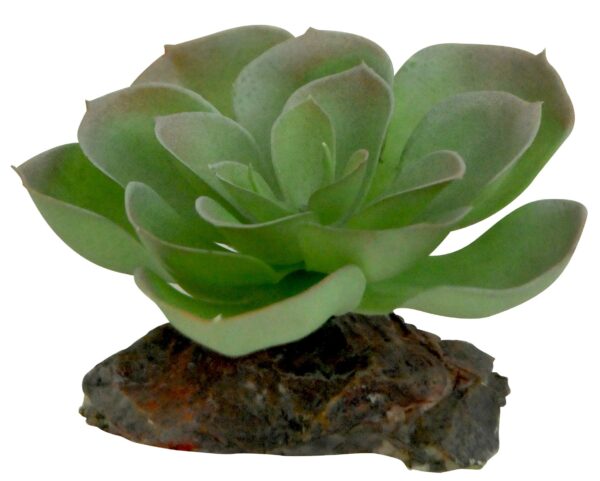 1941229 echeveria