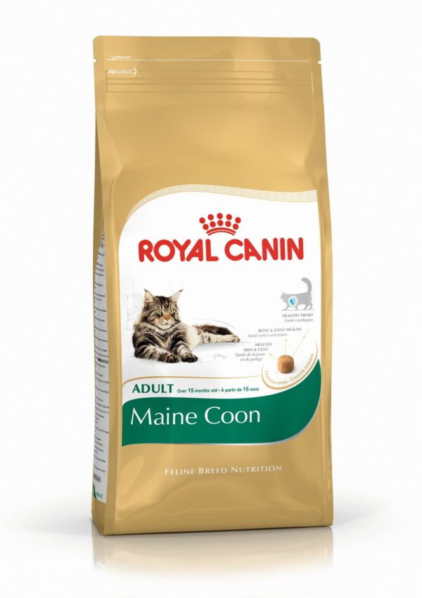 Feline Maine Coon 31